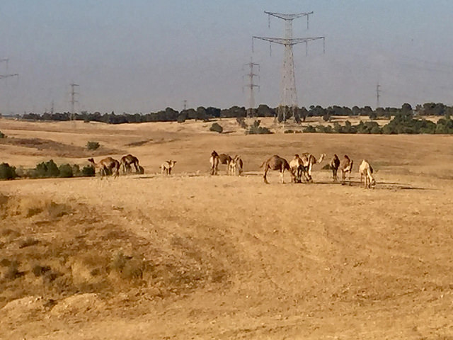 Израильские верблюды